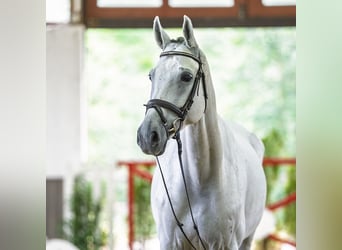 Other Breeds, Gelding, 8 years, 16.2 hh, Grey