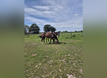 Other Breeds, Gelding, 8 years, 16 hh, Bay-Dark