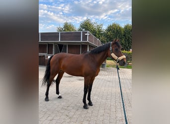 Other Breeds, Gelding, 8 years, 16 hh, Brown