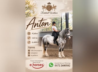 Other Breeds, Gelding, 8 years, 16 hh, Grey