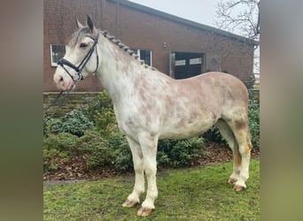 Other Breeds, Gelding, 8 years, 16 hh, Pinto