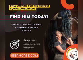 Other Breeds Mix, Gelding, 8 years, 16,1 hh, Grey