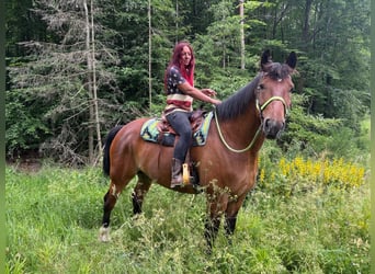 Other Breeds, Gelding, 8 years, 17.1 hh, Brown
