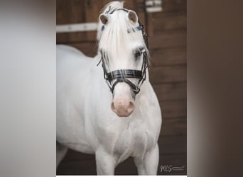 Other Breeds, Gelding, 9 years, 11.1 hh, Gray