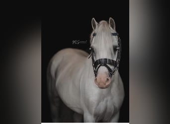 Other Breeds, Gelding, 9 years, 11.1 hh, Gray