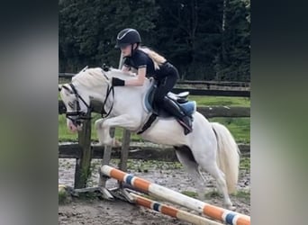 Other Breeds, Gelding, 9 years, 11.1 hh, Gray