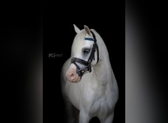 Other Breeds, Gelding, 9 years, 11.1 hh, Gray