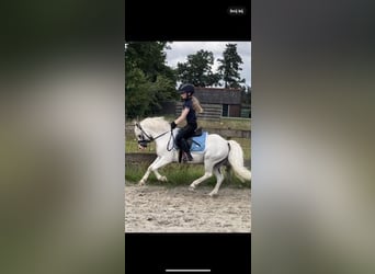 Other Breeds, Gelding, 9 years, 11.1 hh, Gray