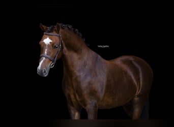 Other Breeds, Gelding, 9 years, 12 hh