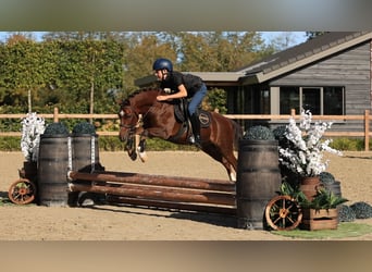 Other Breeds, Gelding, 9 years, 12 hh