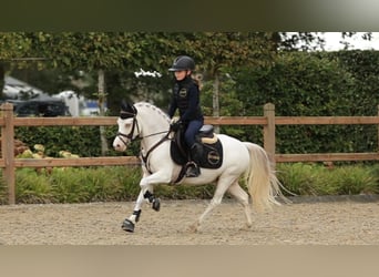 Other Breeds, Gelding, 9 years, 12 hh