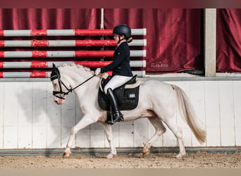 Other Breeds, Gelding, 9 years, 12 hh