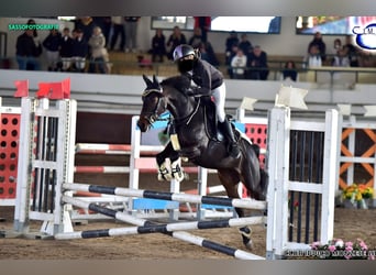 Other Breeds Mix, Gelding, 9 years, 13,1 hh, Bay-Dark