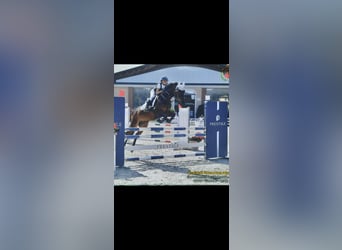 Other Breeds, Gelding, 9 years, 14.1 hh, Bay-Dark