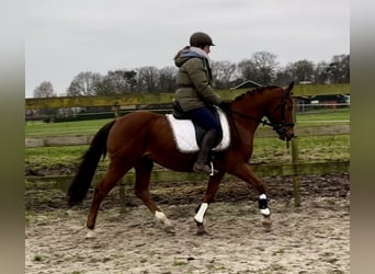 Other Breeds, Gelding, 9 years, 14,1 hh, Chestnut-Red