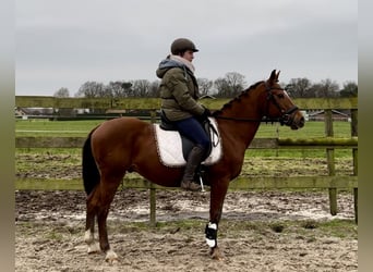 Other Breeds, Gelding, 9 years, 14,1 hh, Chestnut-Red