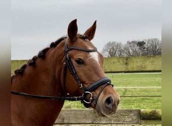 Other Breeds, Gelding, 9 years, 14,1 hh, Chestnut-Red