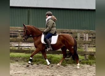 Other Breeds, Gelding, 9 years, 14,1 hh, Chestnut-Red