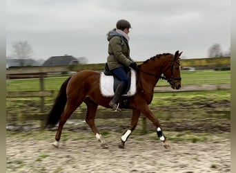 Other Breeds, Gelding, 9 years, 14,1 hh, Chestnut-Red