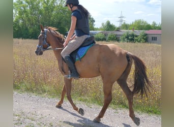 Other Breeds, Gelding, 9 years, 14.2 hh, Chestnut