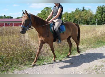 Other Breeds, Gelding, 9 years, 14.2 hh, Chestnut