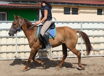 Other Breeds, Gelding, 9 years, 14.2 hh, Chestnut