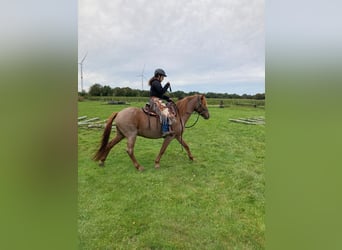 Other Breeds Mix, Gelding, 9 years, 14,2 hh, Roan-Red