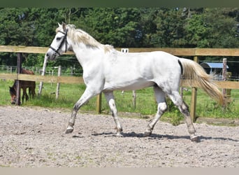 Other Breeds, Gelding, 9 years, 14.3 hh, Gray