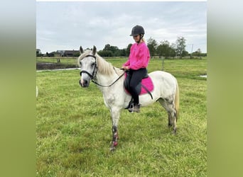 Other Breeds, Gelding, 9 years, 14,3 hh, Gray