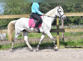 Other Breeds, Gelding, 9 years, 14,3 hh, Gray