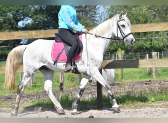 Other Breeds, Gelding, 9 years, 14.3 hh, Gray