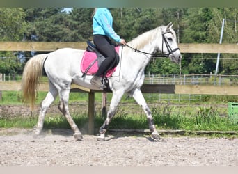 Other Breeds, Gelding, 9 years, 14.3 hh, Gray