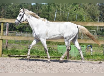 Other Breeds, Gelding, 9 years, 14,3 hh, Gray