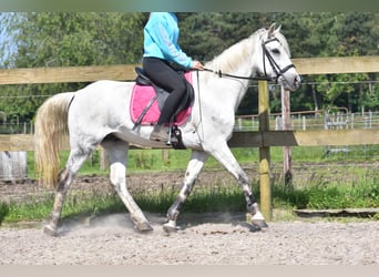 Other Breeds, Gelding, 9 years, 14.3 hh, Gray