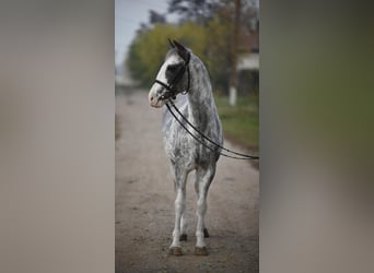 Other Breeds Mix, Gelding, 9 years, 14,1 hh, Pinto