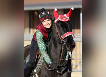 Other Breeds Mix, Gelding, 9 years, 14,2 hh, Black