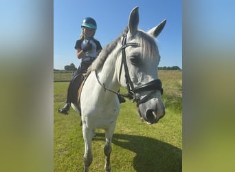 Other Breeds, Gelding, 9 years, 14,2 hh, Grey