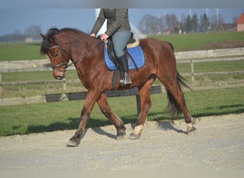 Other Breeds, Gelding, 9 years, 14,3 hh, Brown