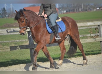 Other Breeds, Gelding, 9 years, 14,3 hh, Brown