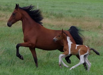 Other Breeds, Gelding, 9 years, 14,3 hh, Pinto
