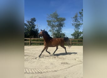 Other Breeds Mix, Gelding, 9 years, 15.1 hh, Brown