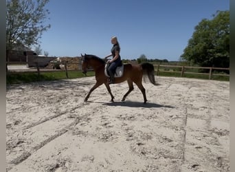 Other Breeds Mix, Gelding, 9 years, 15.1 hh, Brown