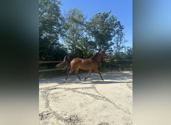 Other Breeds Mix, Gelding, 9 years, 15.1 hh, Brown