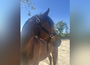 Other Breeds Mix, Gelding, 9 years, 15.1 hh, Brown