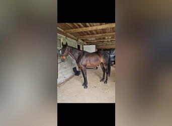 Other Breeds, Gelding, 9 years, 15.2 hh, Bay-Dark