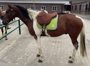 Other Breeds, Gelding, 9 years, 15.2 hh, Pinto