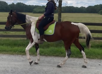Other Breeds, Gelding, 9 years, 15.2 hh, Pinto