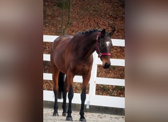 Other Breeds, Gelding, 9 years, 15.3 hh, Brown