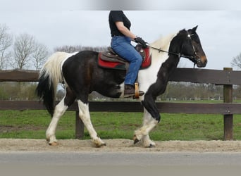 Other Breeds, Gelding, 9 years, 15 hh, Pinto