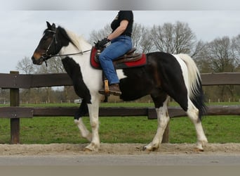 Other Breeds, Gelding, 9 years, 15 hh, Pinto